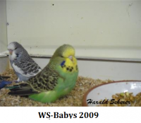 2009 B 002.png